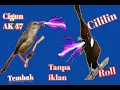 Download Lagu Masteran Gacor!!Tembakan Dan Roll!! Cigun Breenn Ak47 vs Cililin Roll Tajam
