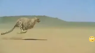 فهد يركض بسرعة كبيرة   دندنها