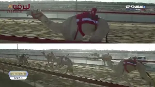 ش13 هملولة لـ هجن الرئاسة حمدان محمد بن مروشد المرموم الأسبوع الخامس 09 11 2025 جذاع بكار 9 23 5 