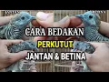 Lagu Cara Membedakan PERKUTUT Jantan \u0026 Betina Akurat