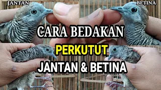 Cara Membedakan PERKUTUT Jantan \u0026 Betina Akurat