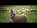 Download Lagu Ionut Nemes - Oile-s pasiunea mea 🐏  (Official Video) ❤️💛💙