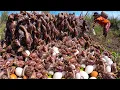 Download Lagu BEST amazing, Harvest a lot of duck egg and snail at field by hand a female farmer