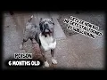 How big will my XL bully get - 6 months old lengthy stage merle