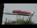 Download Lagu Swimming Towards the Haybale 