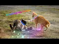 Download Lagu 🦴Breaking My Bones🦴(cat amv) [The videos here are not mine!!]