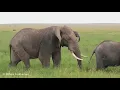 Elephant mating season in Masai Mara