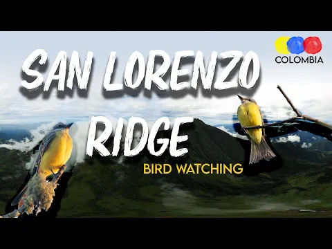 Birding in Sierra Nevada de Santa Marta | Endemics