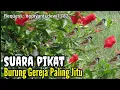 Download Lagu Suara Pikat Burung Gereja Tarung Cocok Juga Untuk Masteran Burung Kicau