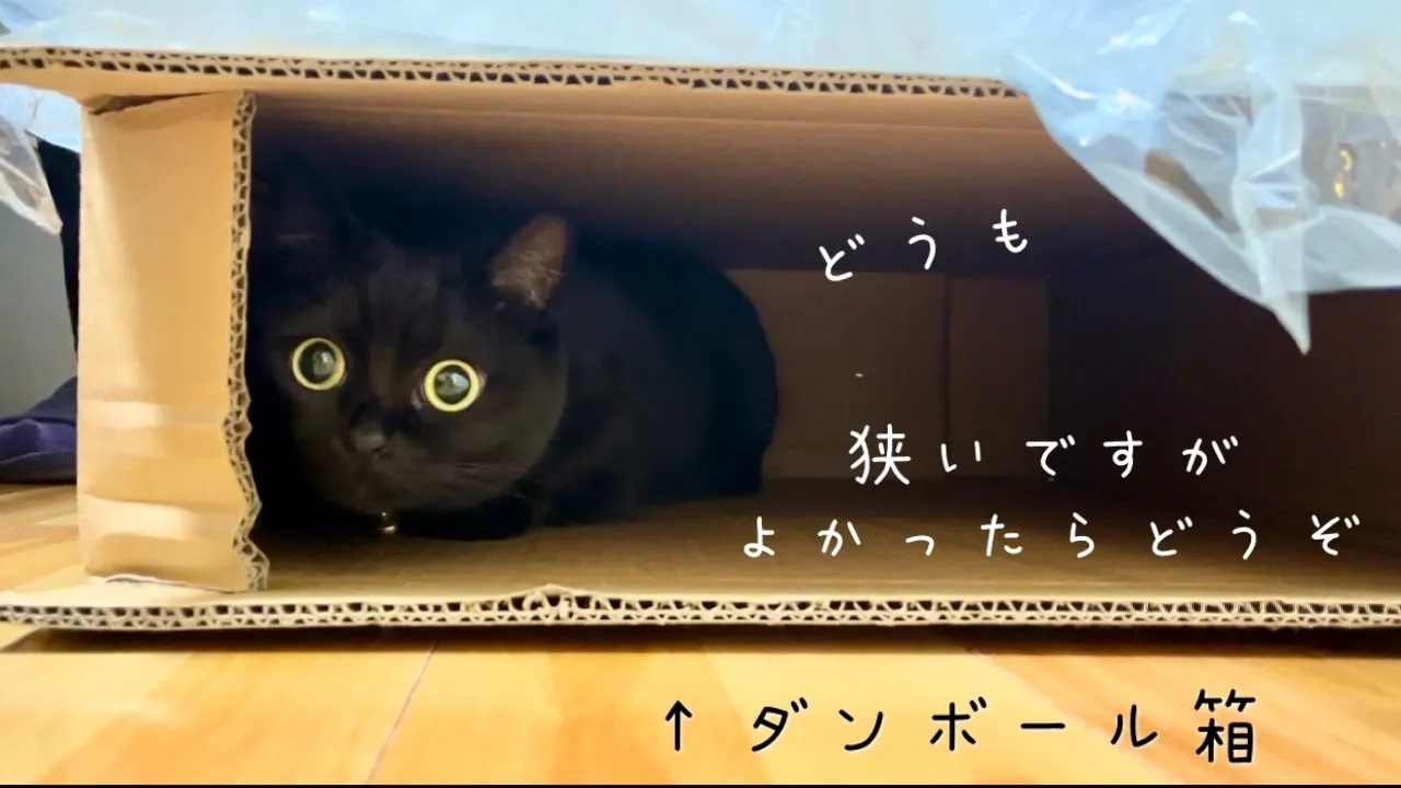 新しいキャットタワーよりダンボール箱を気に入ってなかなか出てこない黒猫