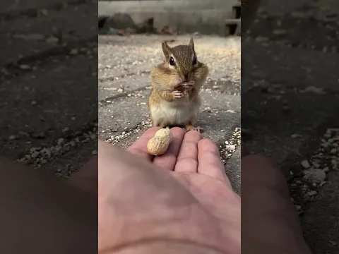 سنجاب ياكل فستق | السنجاب الصغير | سنجاب كيوت | اصغر سنجاب | squirrel 🐿