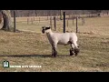Wheaton Hampshires - MCM