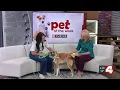 Pet of the Week Beethoven