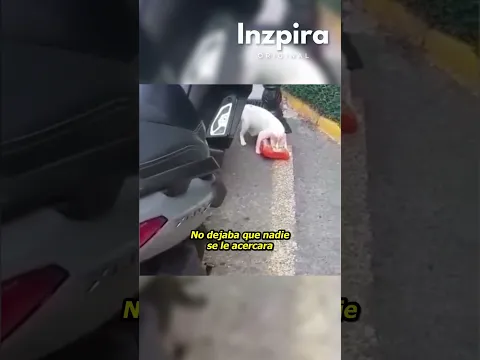 Gatita lleva comida para sus bebés ❤️