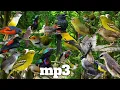 Download Lagu Suara pikat semua burung kecil terampuh (💯AMPUUH)