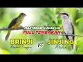 Download Lagu MASTERAN CUCAK IJO FULL TEMBAKAN BRINJI \u0026 JINJING PITULAK #masteranburung #masterancucakijo