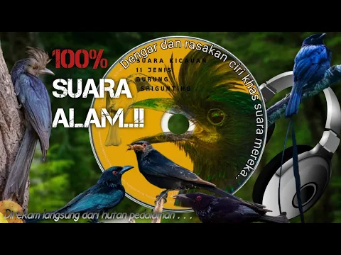 Download MP3 KENALI SUARA KICAUAN 11 JENIS burung SRIGUNTING Hutan