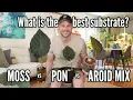 Propagating Alocasias in Moss, Pon \u0026 Aroid Mix - which is best?