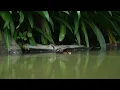 Download Lagu White-breasted Waterhen Sneaking behind Rocks
