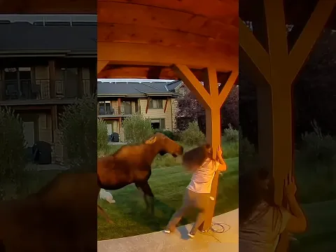 Aggressive creature charges at woman walking her dogs