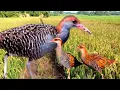 Download Lagu Suara Mp3 Burung Sintar Sawah 💯% Paling Ampuh Buat Mikat
