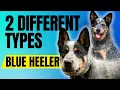 The Two Types Of Blue Heelers and How They Were Created