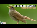 Download Lagu Suara sikatan londo untuk masteran #muraibatu