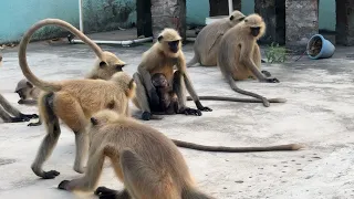 Divyansh Aur Langur Ki Yaari is live