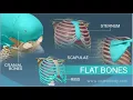 Flat Bones