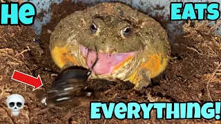 African giant bullfrog pixie frog Eats EVERYTHING