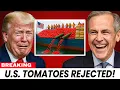 Download Lagu U.S. Tomato Industry CRUMBLES After Canada Ban – Mexico CASHES $12B Payday!
