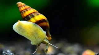 Download Assassin Snail Care Guide - THE TRUTH ABOUT THIS KILLER! MP3