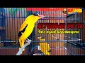 Download Lagu KICAU SUARA kepodang gacor TARUNG BERSAUTAN ampuh BIKIN agar burung podang gacor NYAUT SEKETIKA