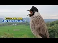 Download Lagu Suara Burung Kutilang Gacor / Kutilang Ribut Paling Ampuh Untuk Memikat Burung Kutilang Liar