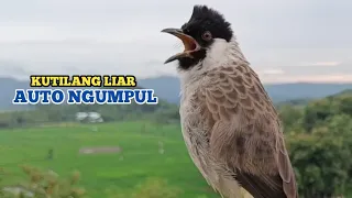 Download Suara Burung Kutilang Gacor / Kutilang Ribut Paling Ampuh Untuk Memikat Burung Kutilang Liar MP3