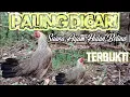 Download Lagu PALING DICARI√|| SUARA AYAM HUTAN BETINA. TERBUKTI