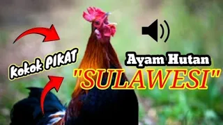 suara ayam hutan sulawesi cocok untuk pikat 