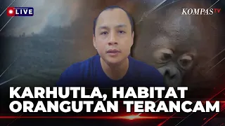 [FULL] Karhutla di Ketapang, Begini Proses Evakuasi 4 Orangutan| KOMPAS MALAM