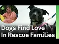 Download Lagu Reddingshonden ontmoeten hun eeuwige gezinnen en vinden de liefde | Beste van seizoen 1 | The Dog...