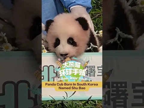 Panda Cub Born In South Korea Named Shu Bao | iPanda【Pandas' World Travel】
