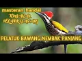 Download Lagu MASTERAN MEWAH..!!!TEMBAKAN PLATUK BAWANG..  Masteran Pelatuk Bawang Nembak Panjang PaliNG di cari .