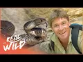 Download Lagu Steve Irwin Meets The World's Most Venomous Snakes | Real Wild