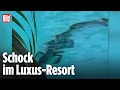 5-star horror: Suddenly a crocodile swims in the hotel pool