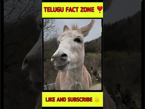 🔥Most costliest cheese 🧀#viral#shorts#trending#facts#telugu#amazing#amazingfacts#india#comedy
