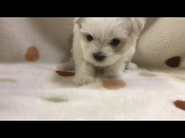 動画