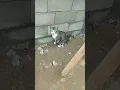 Download Lagu lagi apa ni kucing #kalbar #vlogfree #short #cats #kucing #catsvirals