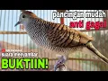 Download Lagu Perkutut Lokal Gacor | Suara Menyambar Pancingan Mudah Anti Gagal BUKTIIN‼️