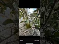 How to use EDDMapS