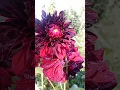 Download Lagu Beautiful Dark Red Dahlias After Rain