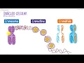 NÚCLEO CELULAR GENERALIDADES | ¡Fácil explicación! (Histología)